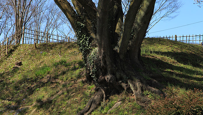 鉢形城のエドヒガン