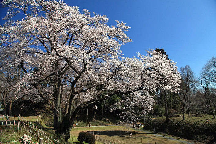 鉢形城のエドヒガン