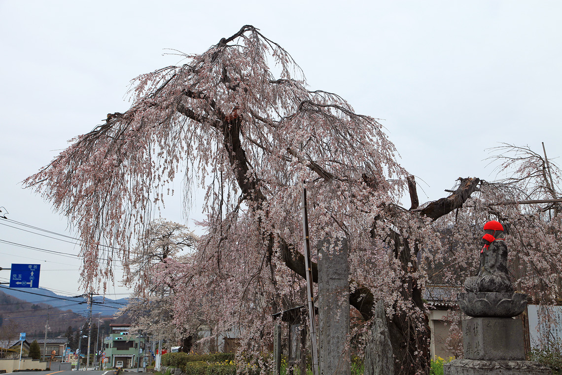 法善寺のしだれ桜