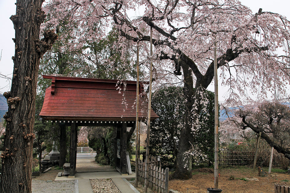 法善寺のしだれ桜