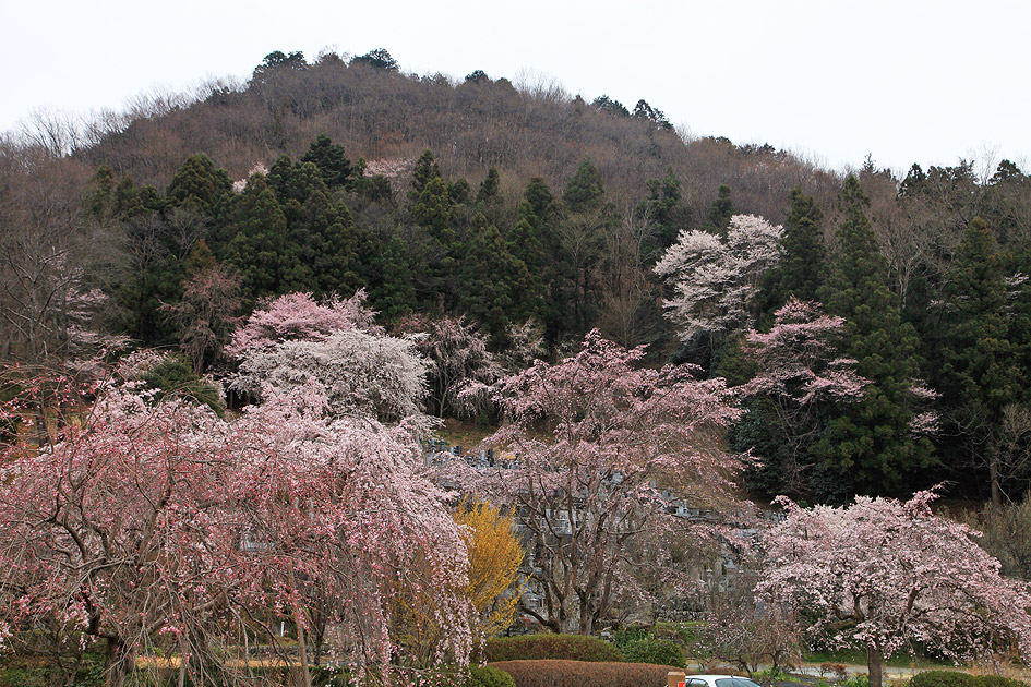 法善寺のしだれ桜