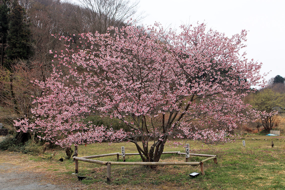 岩田桜
