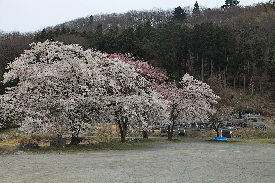 岩田桜