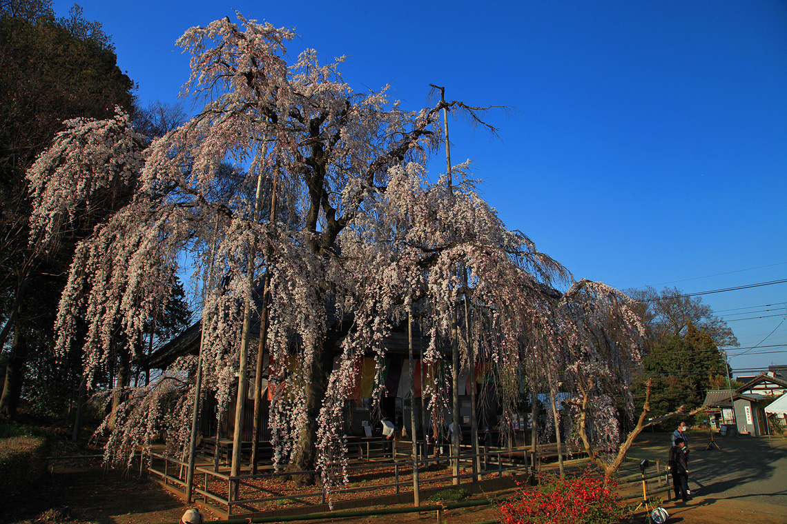 慈眼寺のしだれ桜