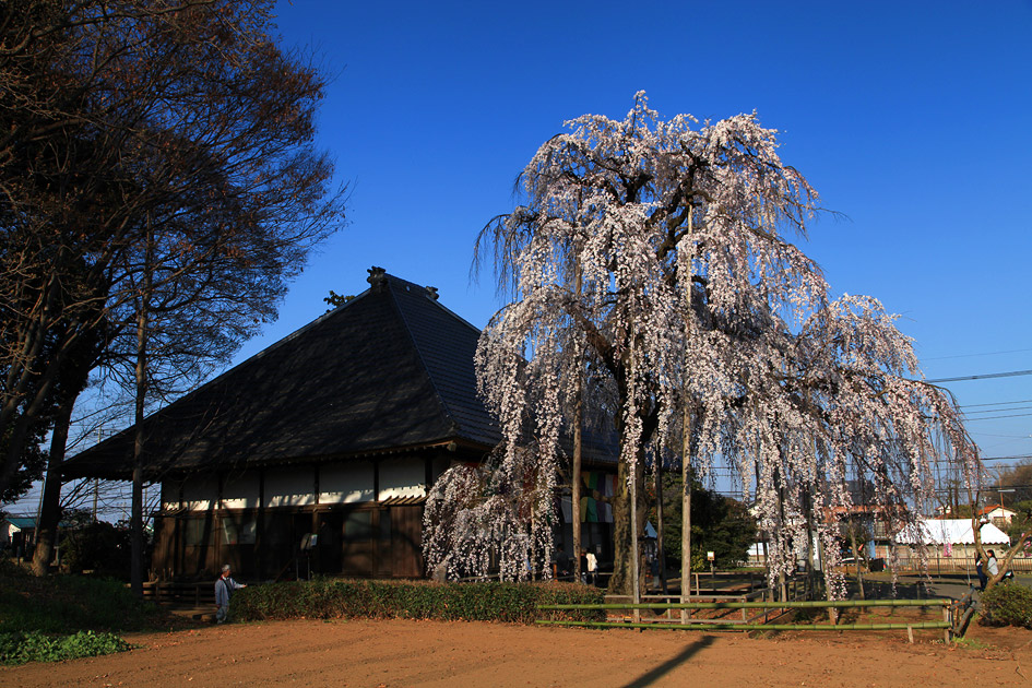 慈眼寺のしだれ桜