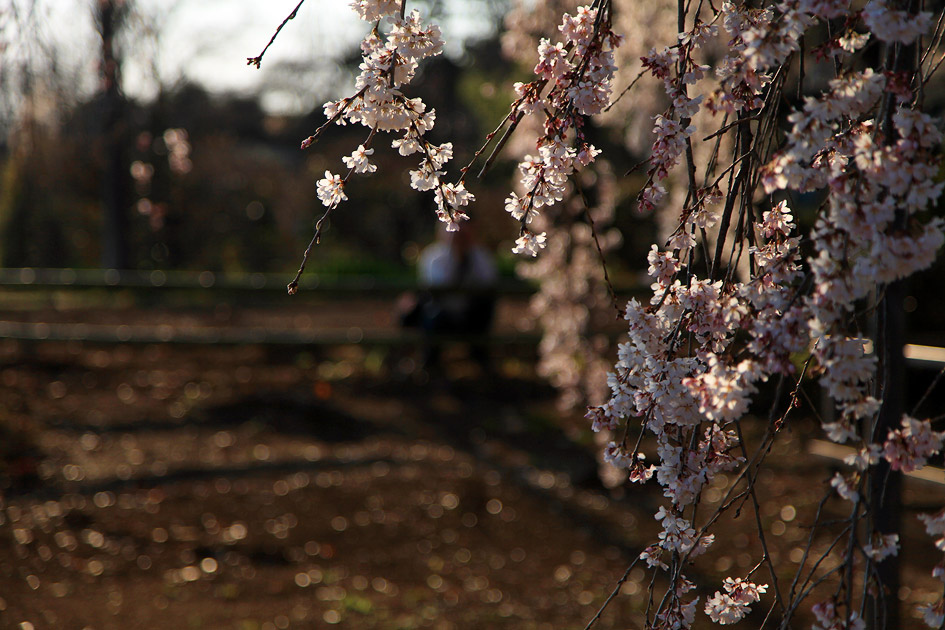 慈眼寺のしだれ桜