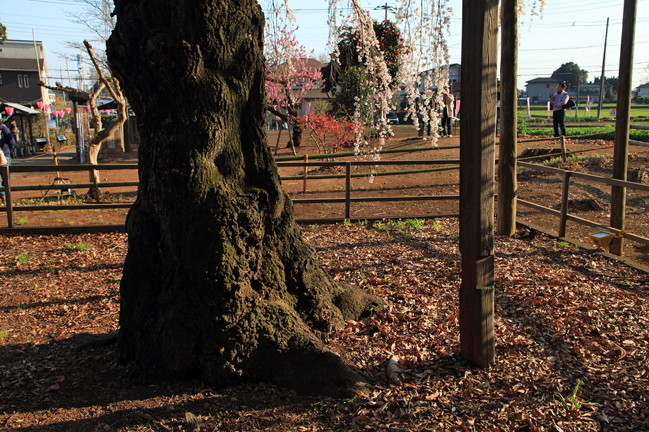 慈眼寺のしだれ桜