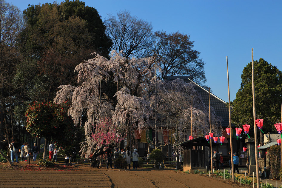 慈眼寺のしだれ桜 