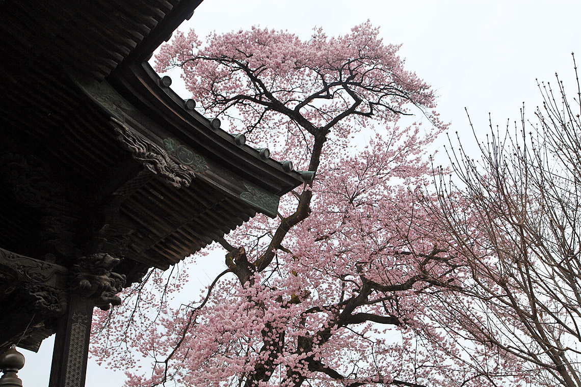 慈眼寺のエドヒガン