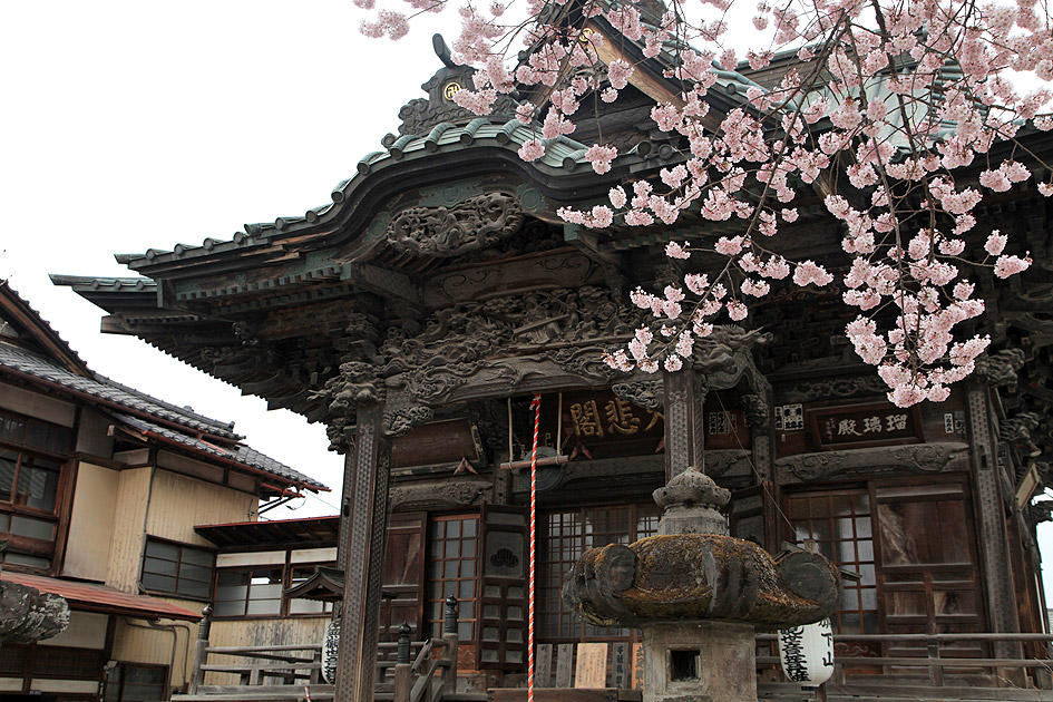 慈眼寺のエドヒガン