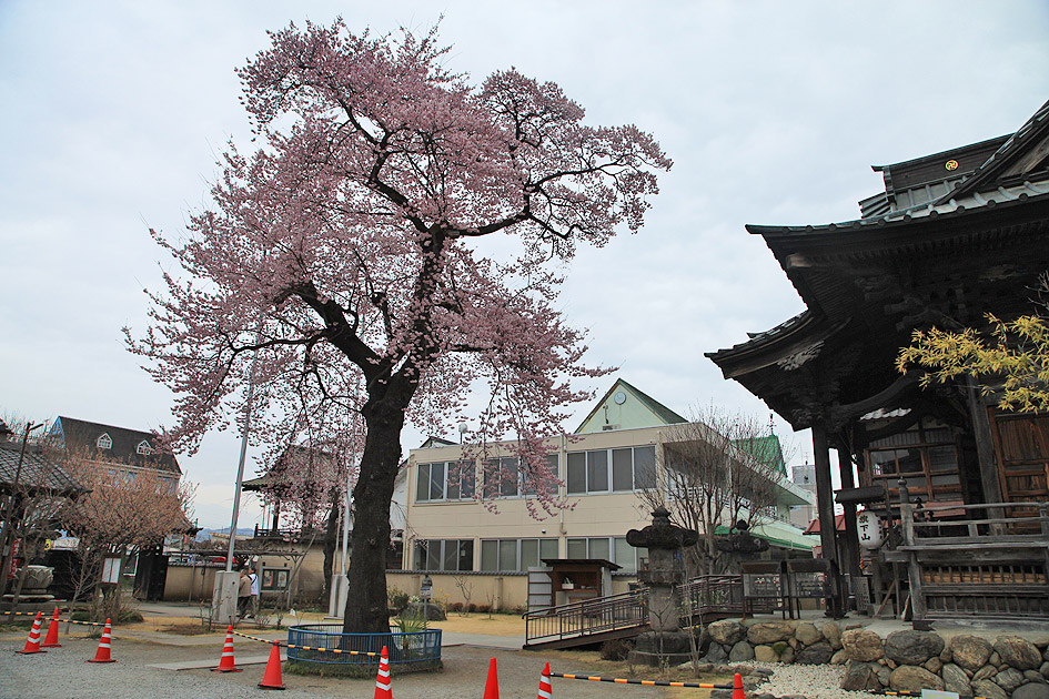 慈眼寺のエドヒガン