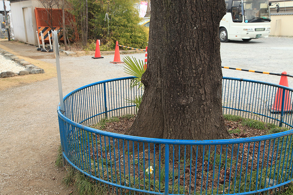 慈眼寺のエドヒガン