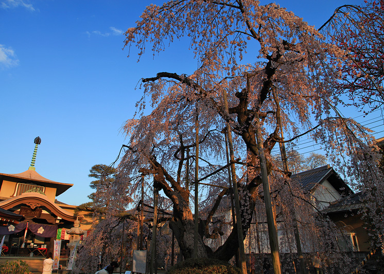 地蔵院のしだれ桜