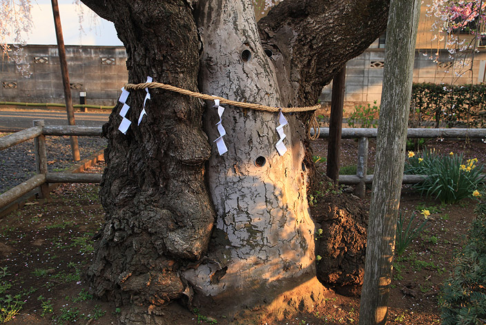 地蔵院のしだれ桜