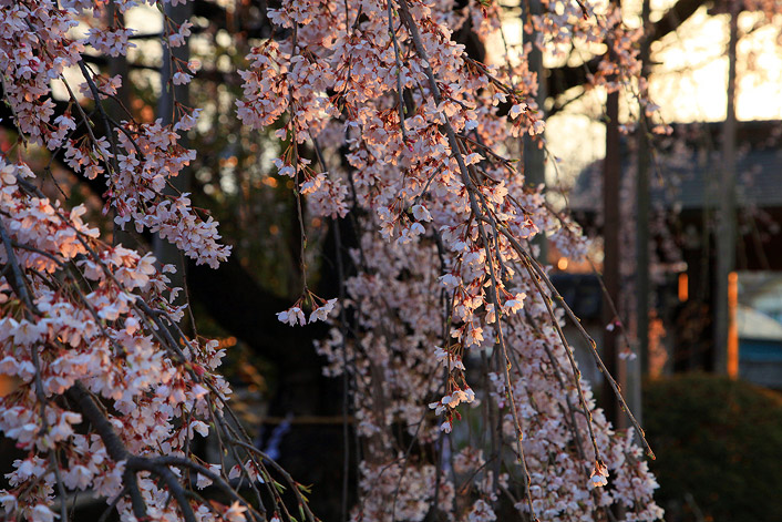 地蔵院のしだれ桜