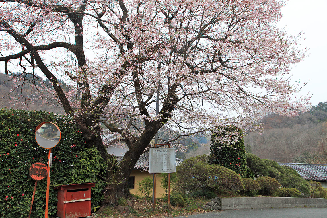 加増のエドヒガン