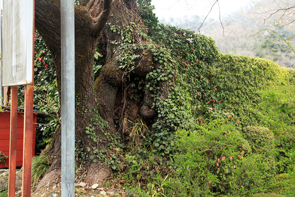 加増のエドヒガン