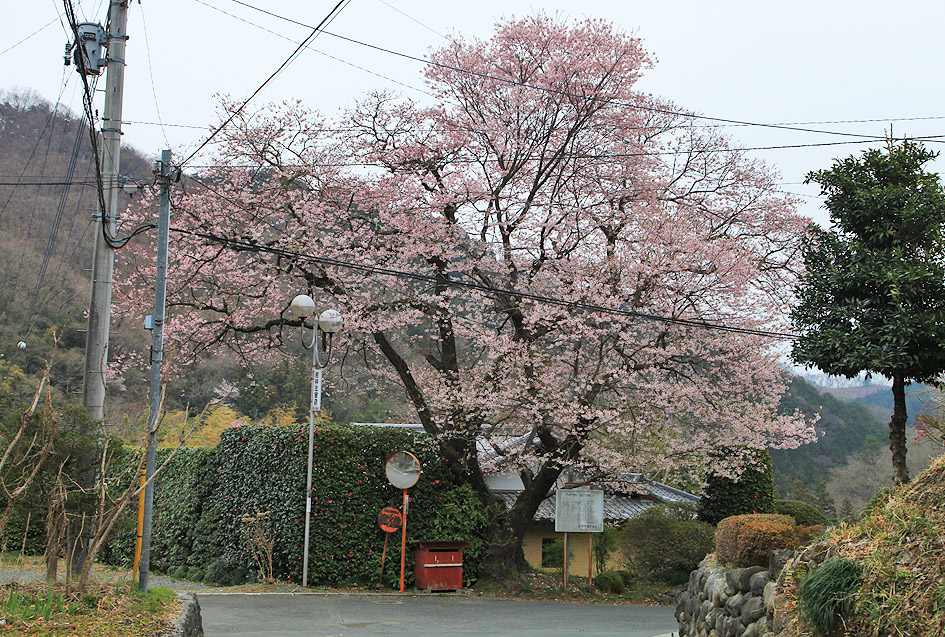 加増のエドヒガン