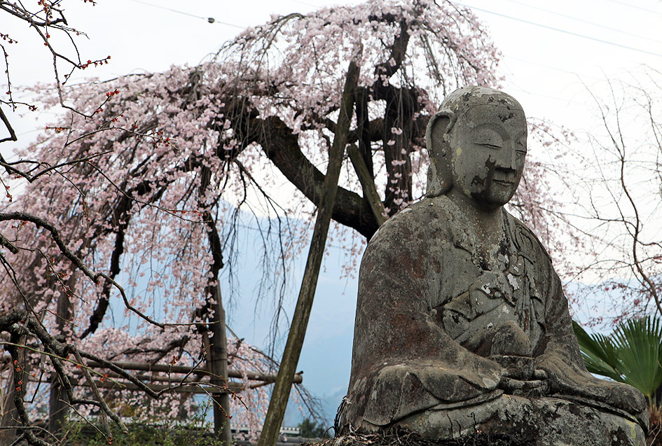 金仙寺のしだれ桜