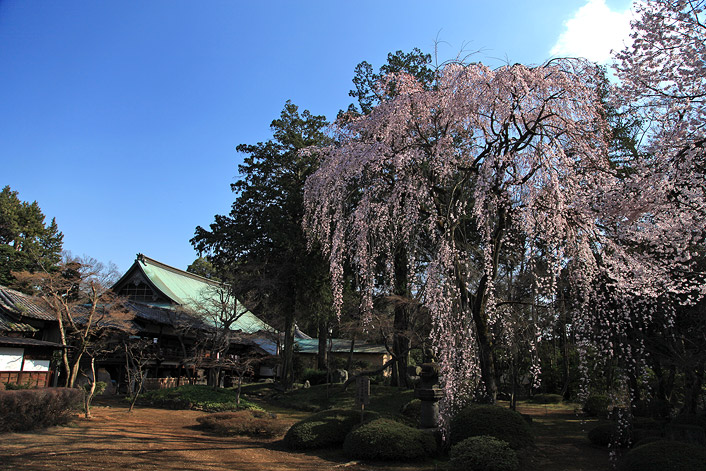 喜多院の桜