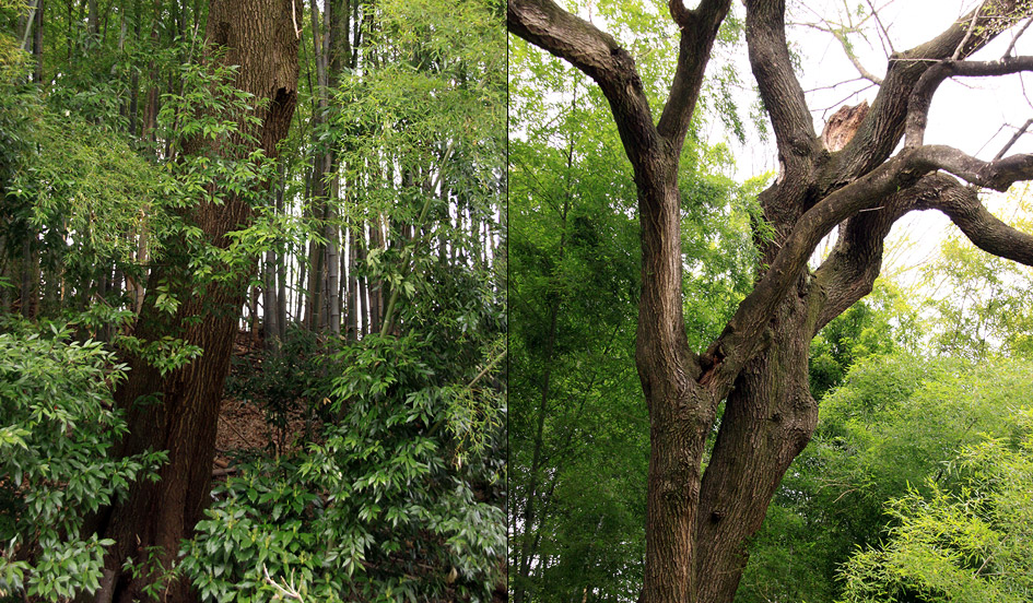 北本のエドヒガン