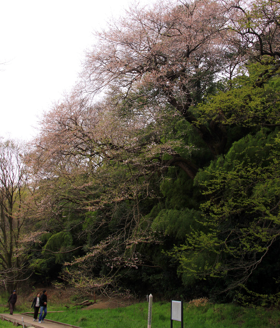 北本のエドヒガン