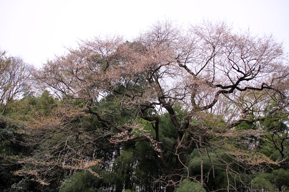 北本のエドヒガン