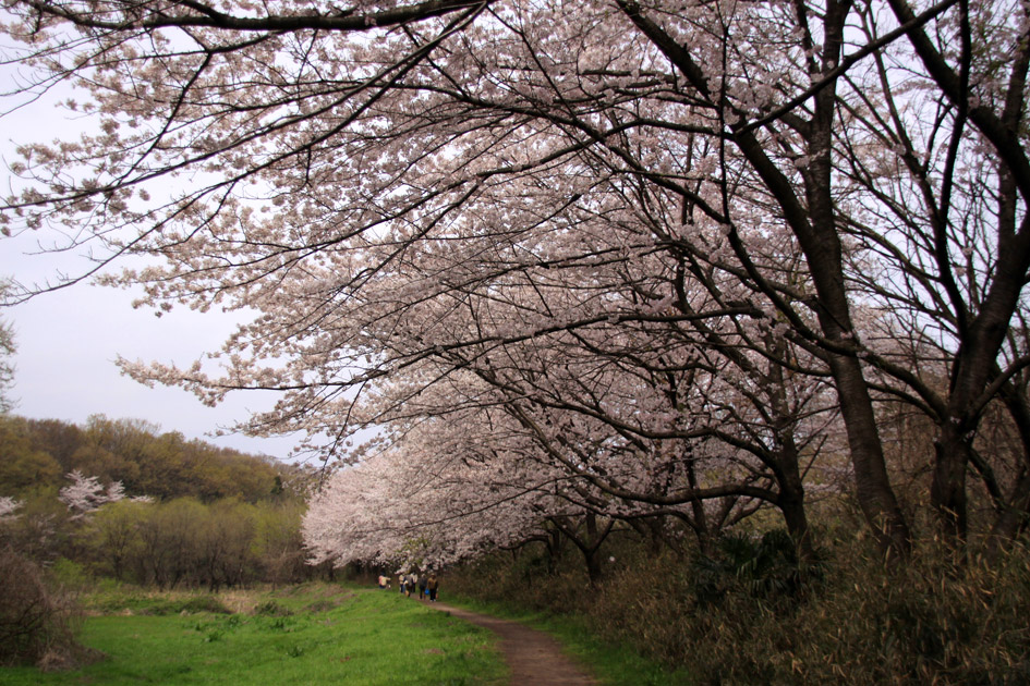 北本のエドヒガン