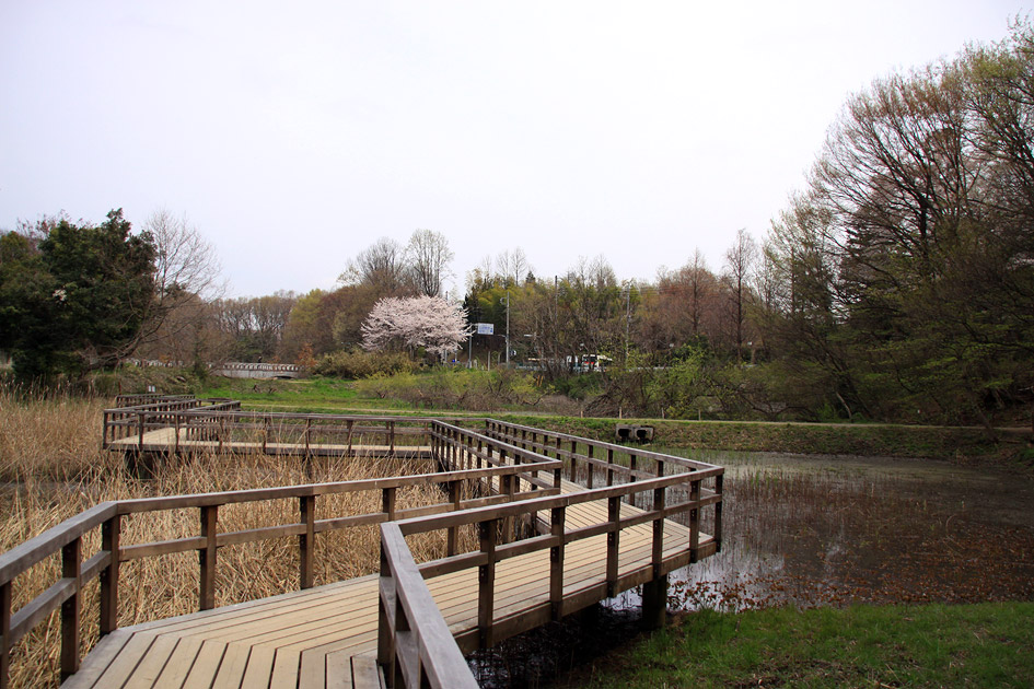 北本のエドヒガン