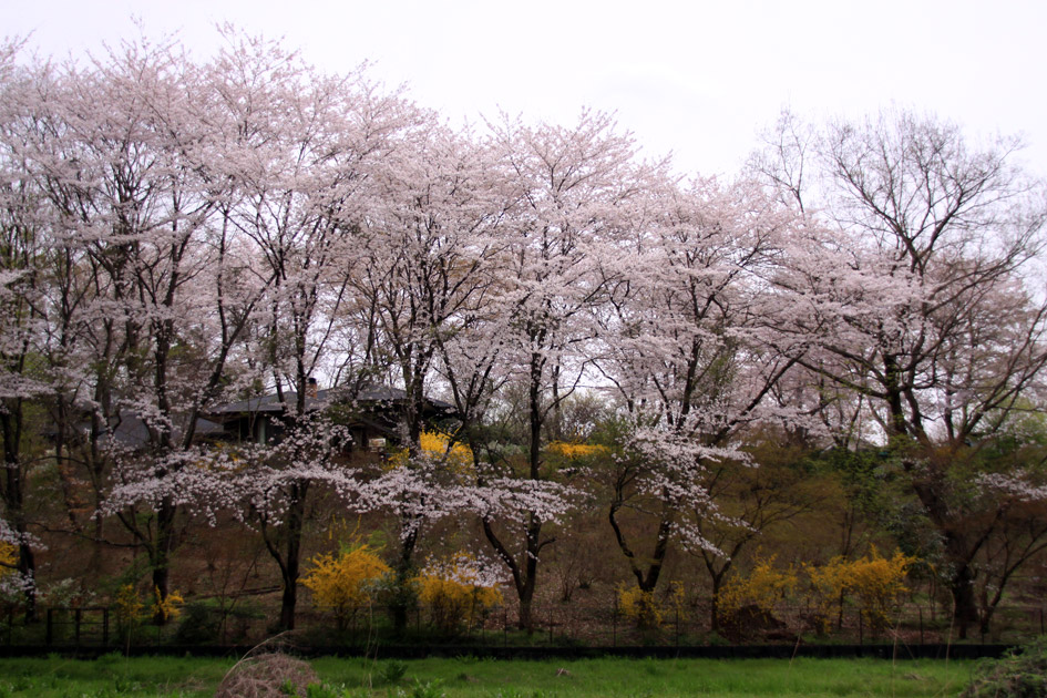 北本のエドヒガン