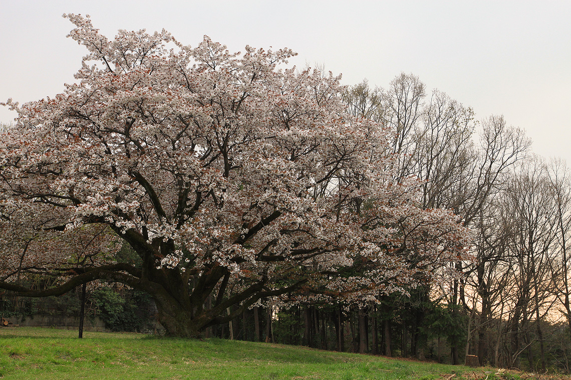 みつこ桜 ( 中峯一本桜 ) 