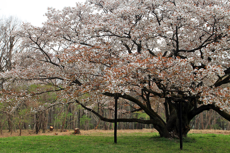 みつこ桜 ( 中峯一本桜 ) 