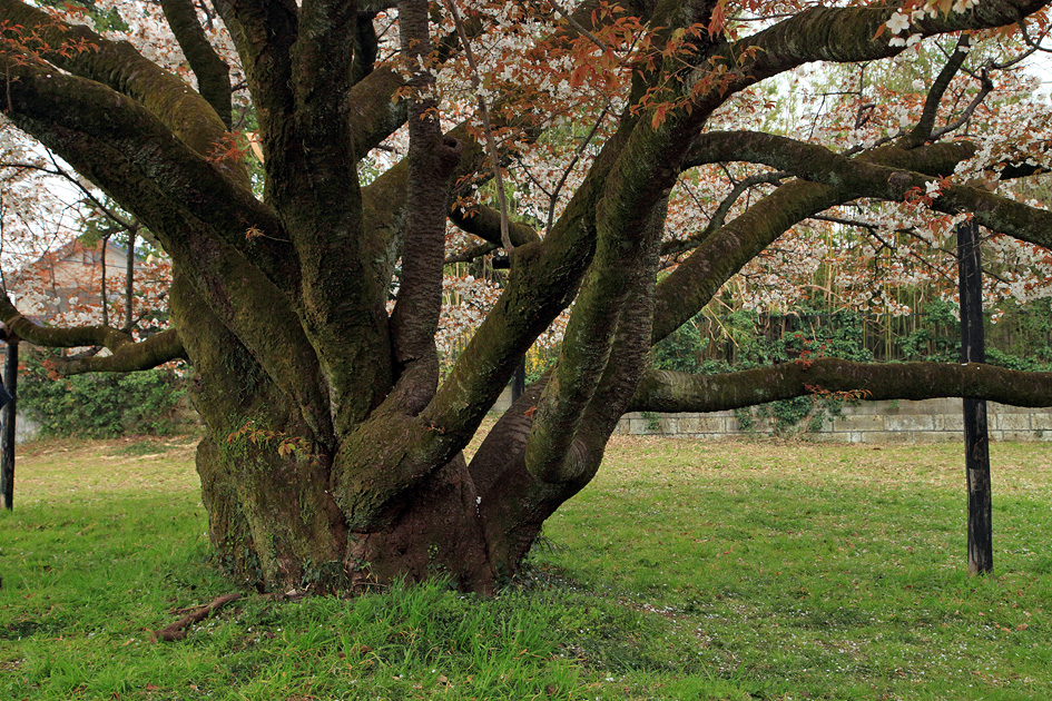 みつこ桜 ( 中峯一本桜 ) 