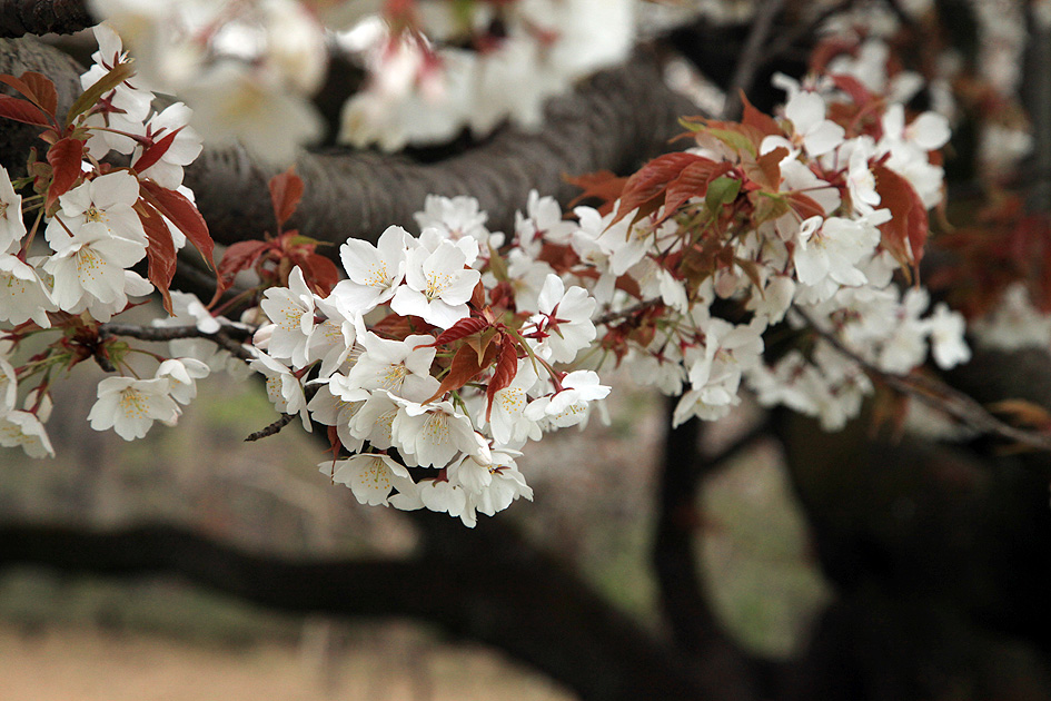 みつこ桜 ( 中峯一本桜 ) 