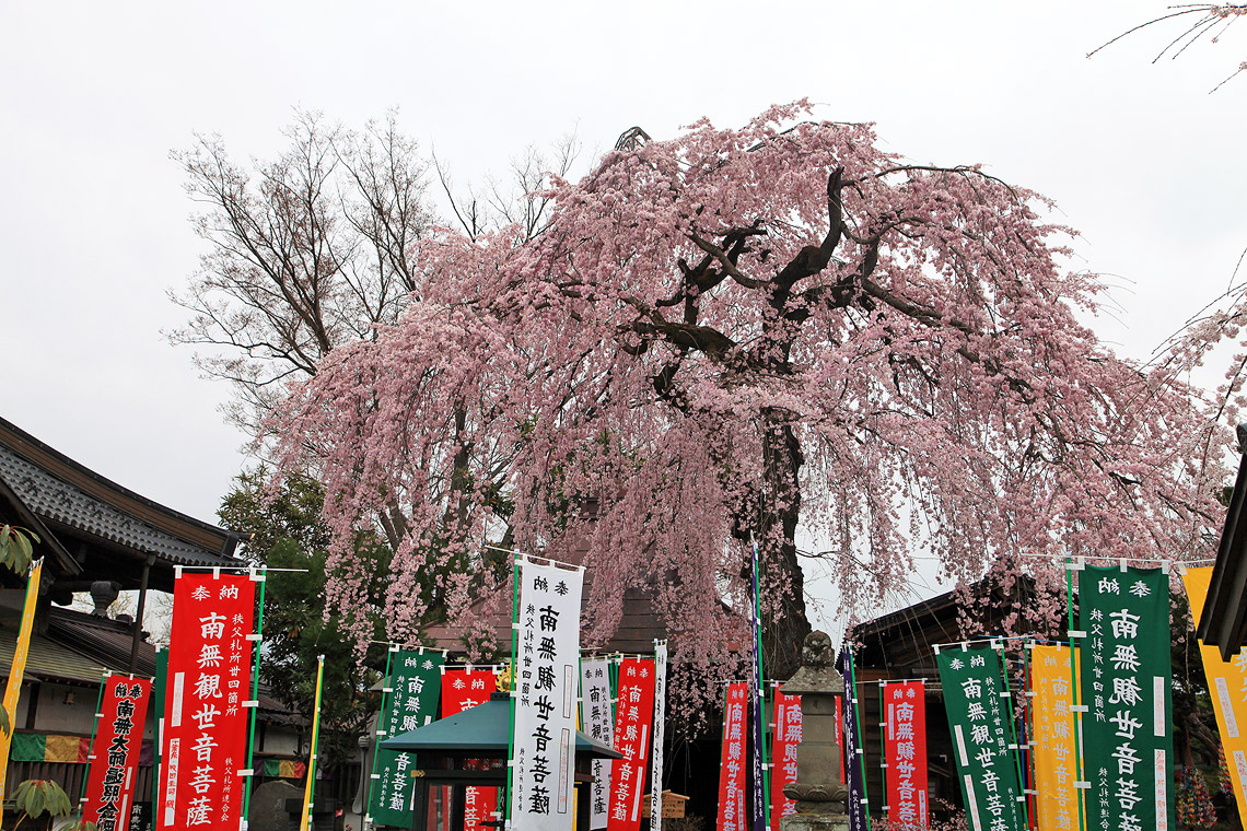 西光寺のしだれ桜