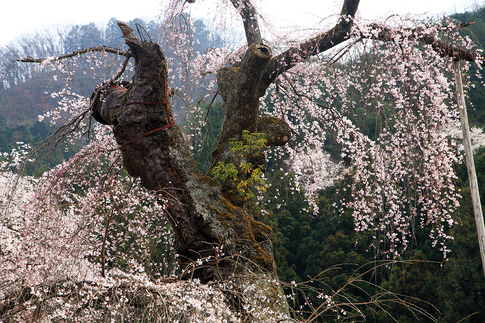 清雲寺のしだれ桜