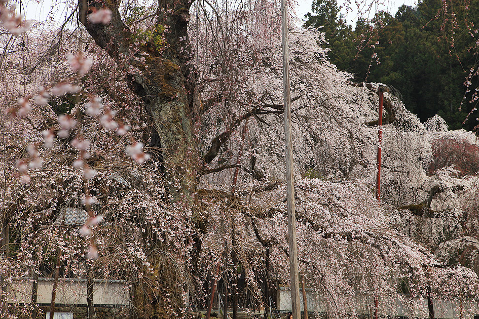 清雲寺のしだれ桜