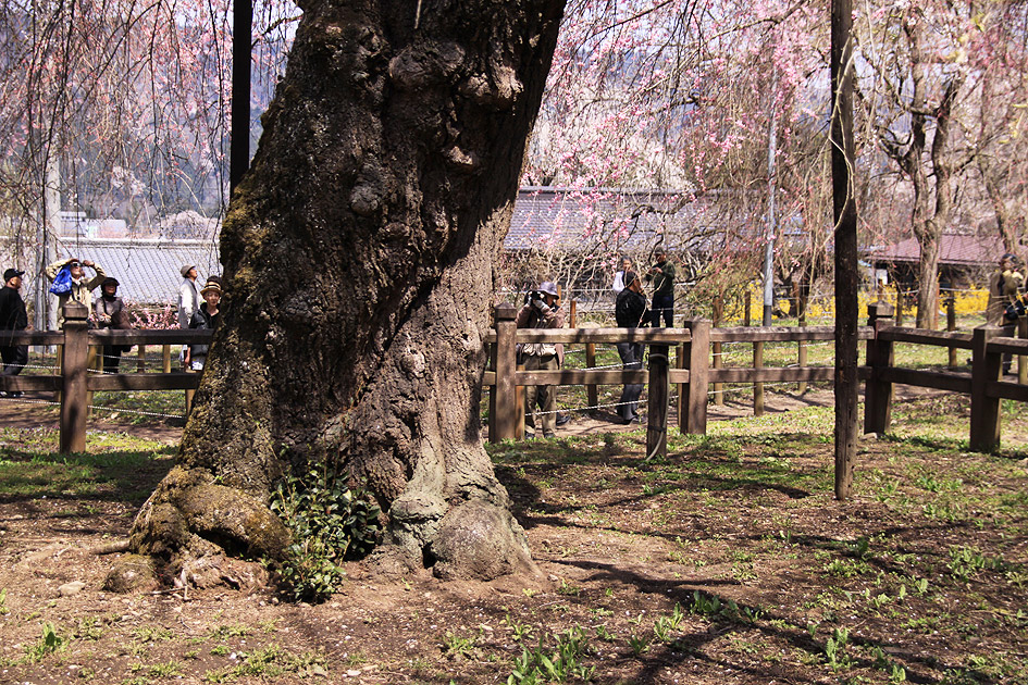 清雲寺のしだれ桜