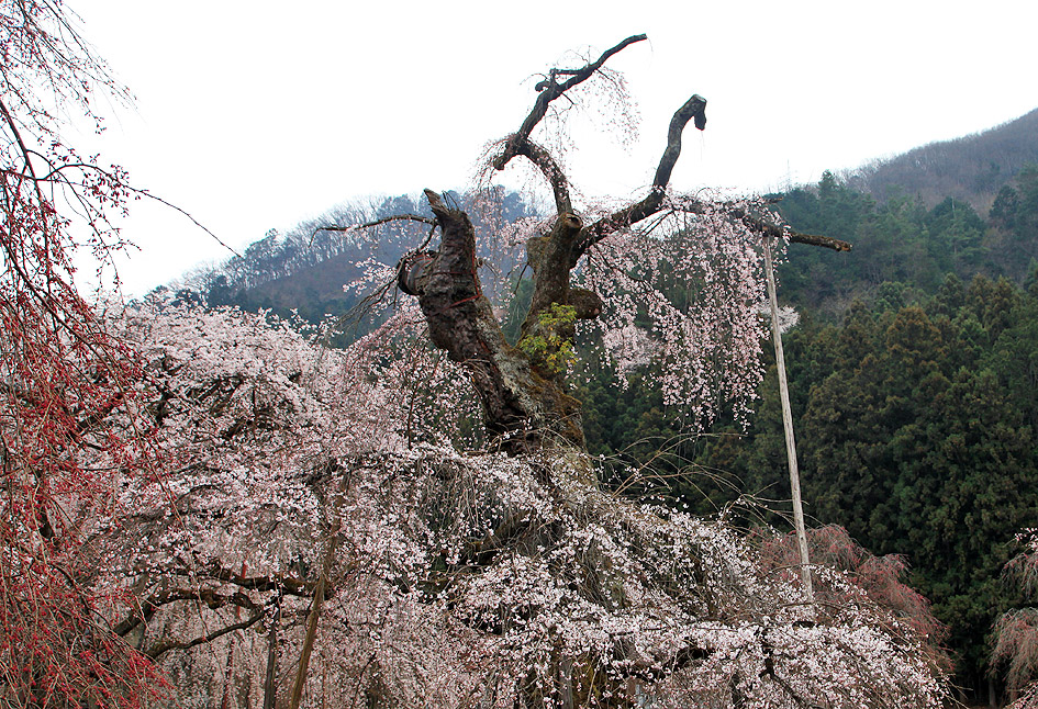 清雲寺のしだれ桜