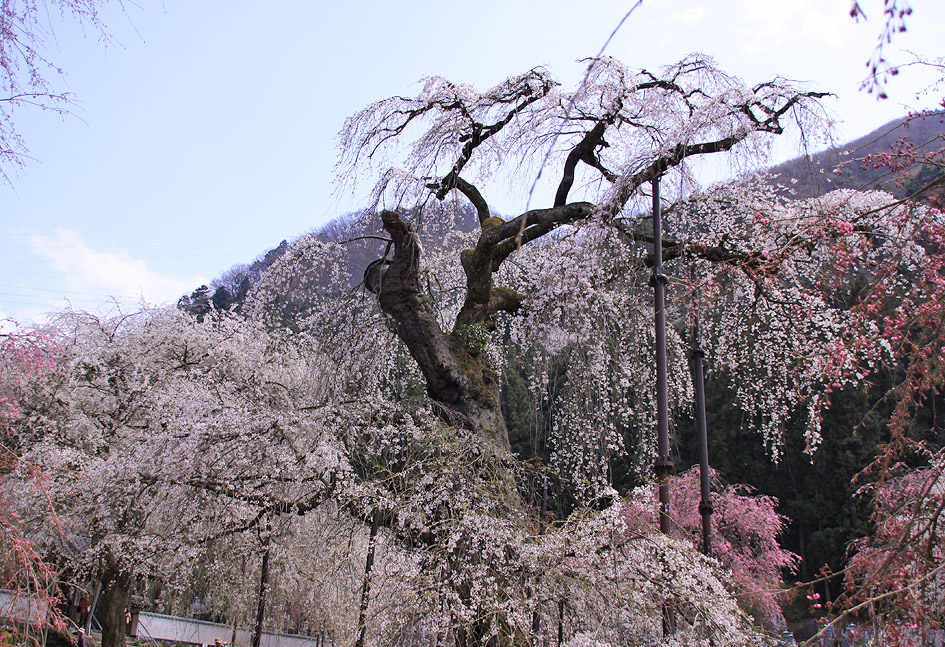 清雲寺のしだれ桜