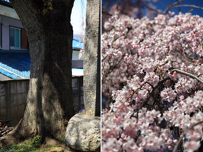 東昌寺のしだれ桜
