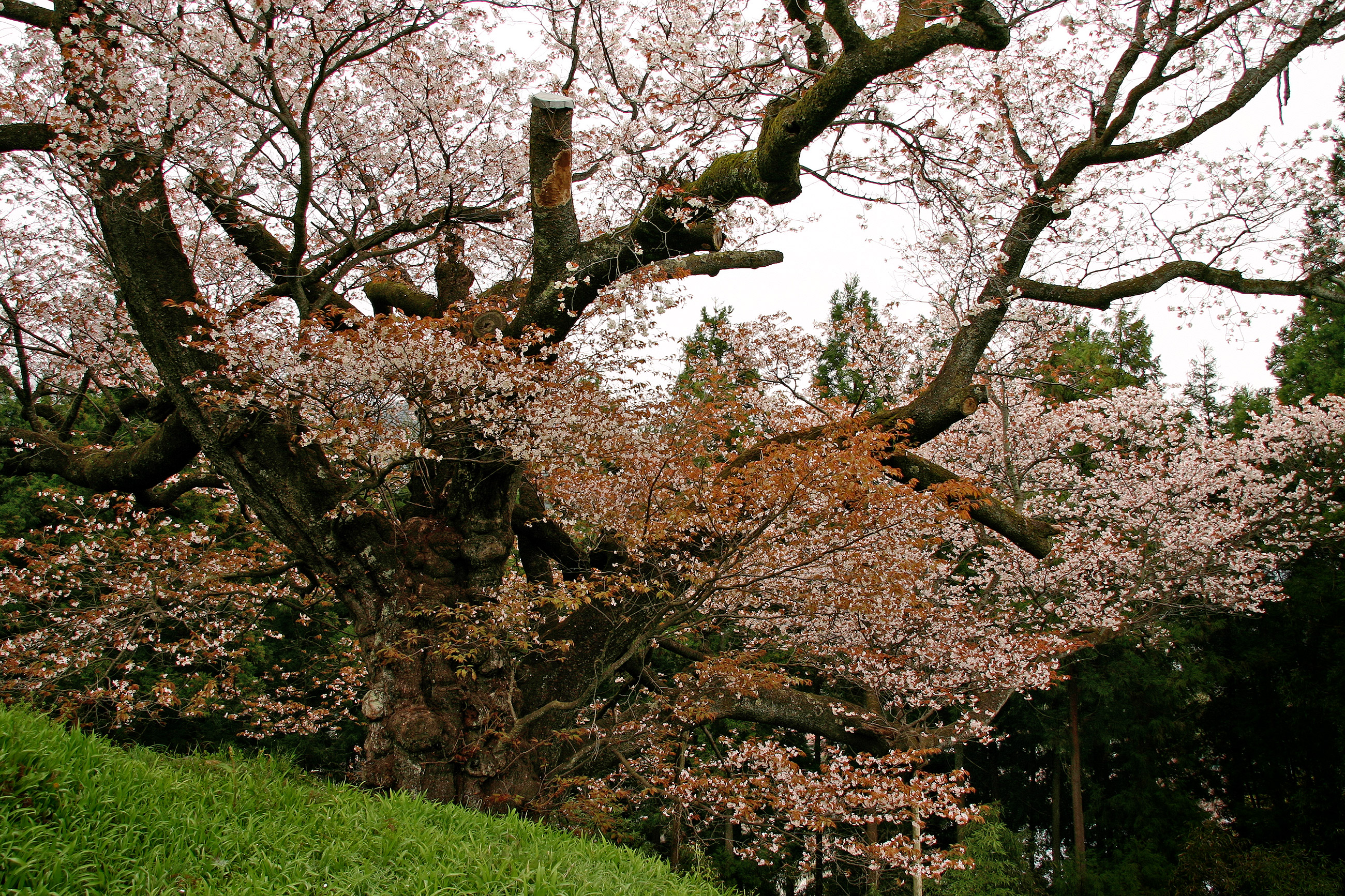 光厳寺の白山桜 