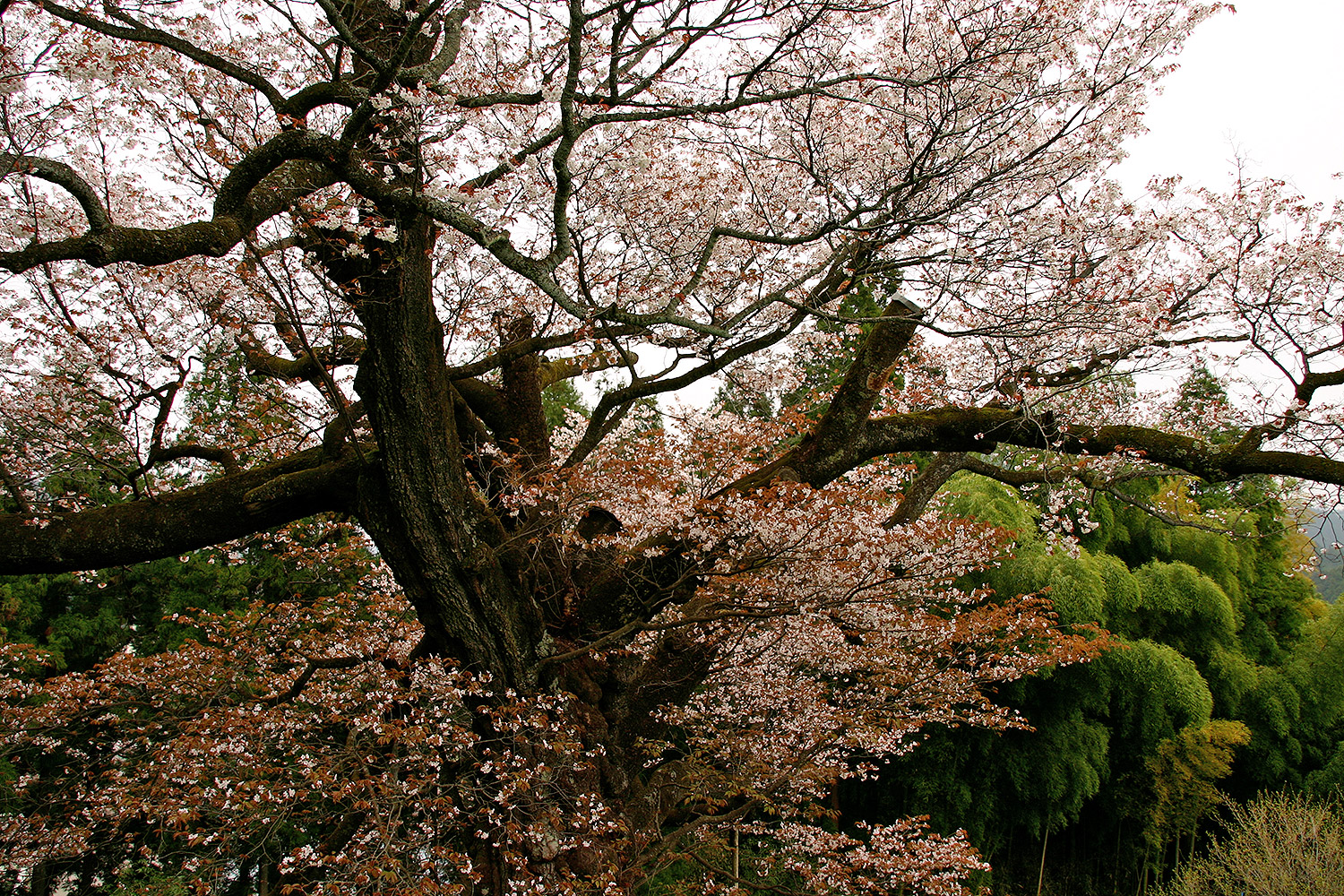 光厳寺の白山桜 