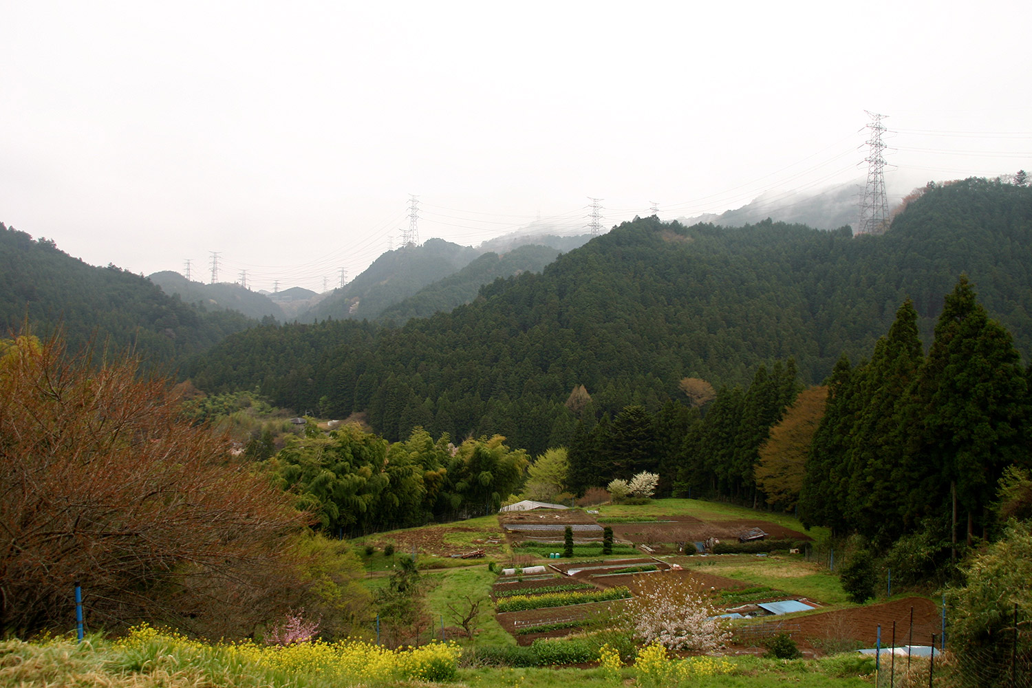 光厳寺の白山桜 