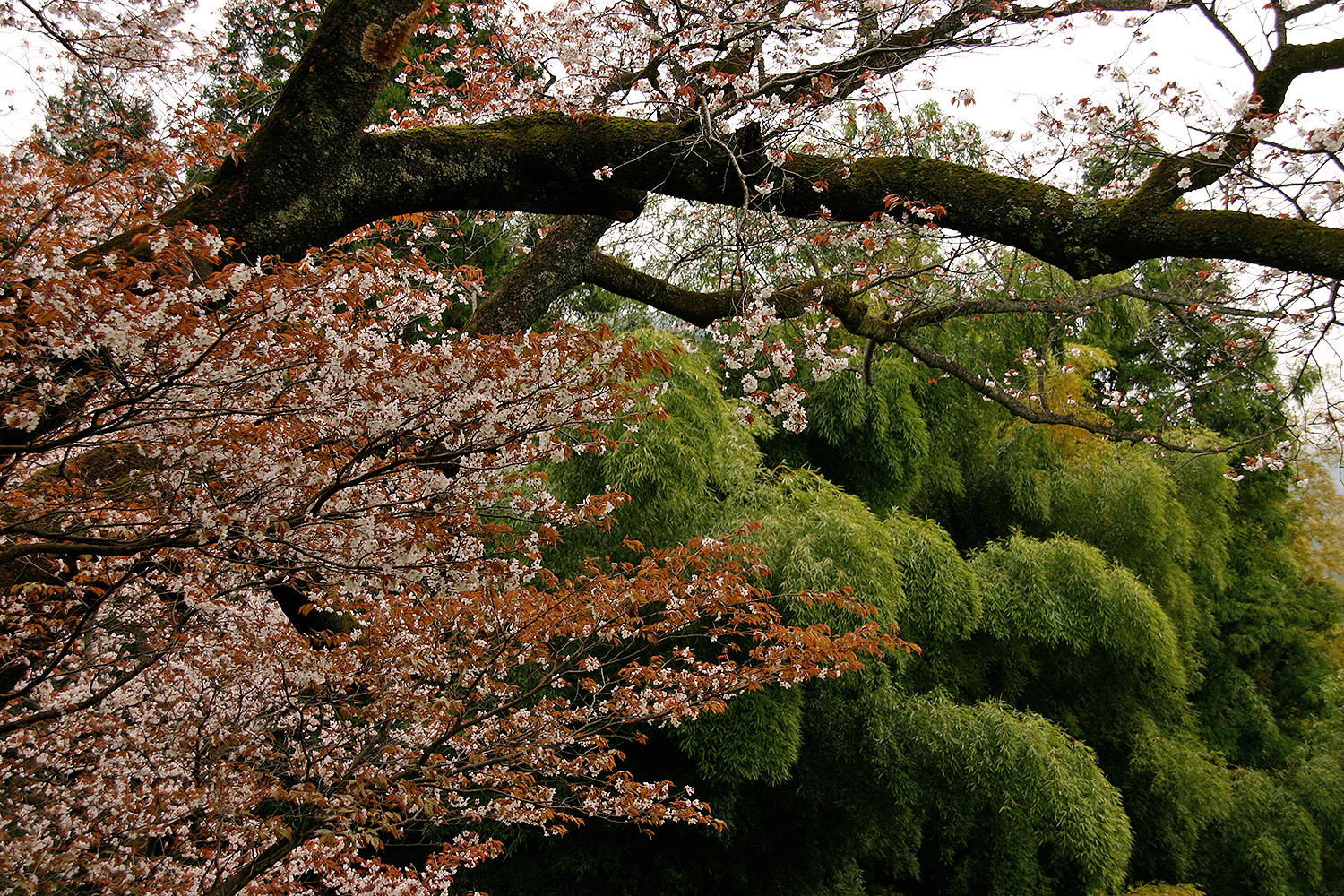 光厳寺の白山桜 