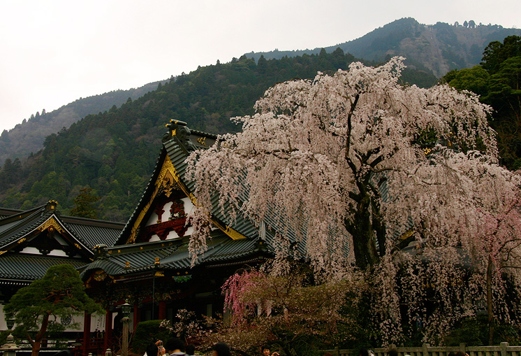 久遠寺　祖師堂前しだれ桜